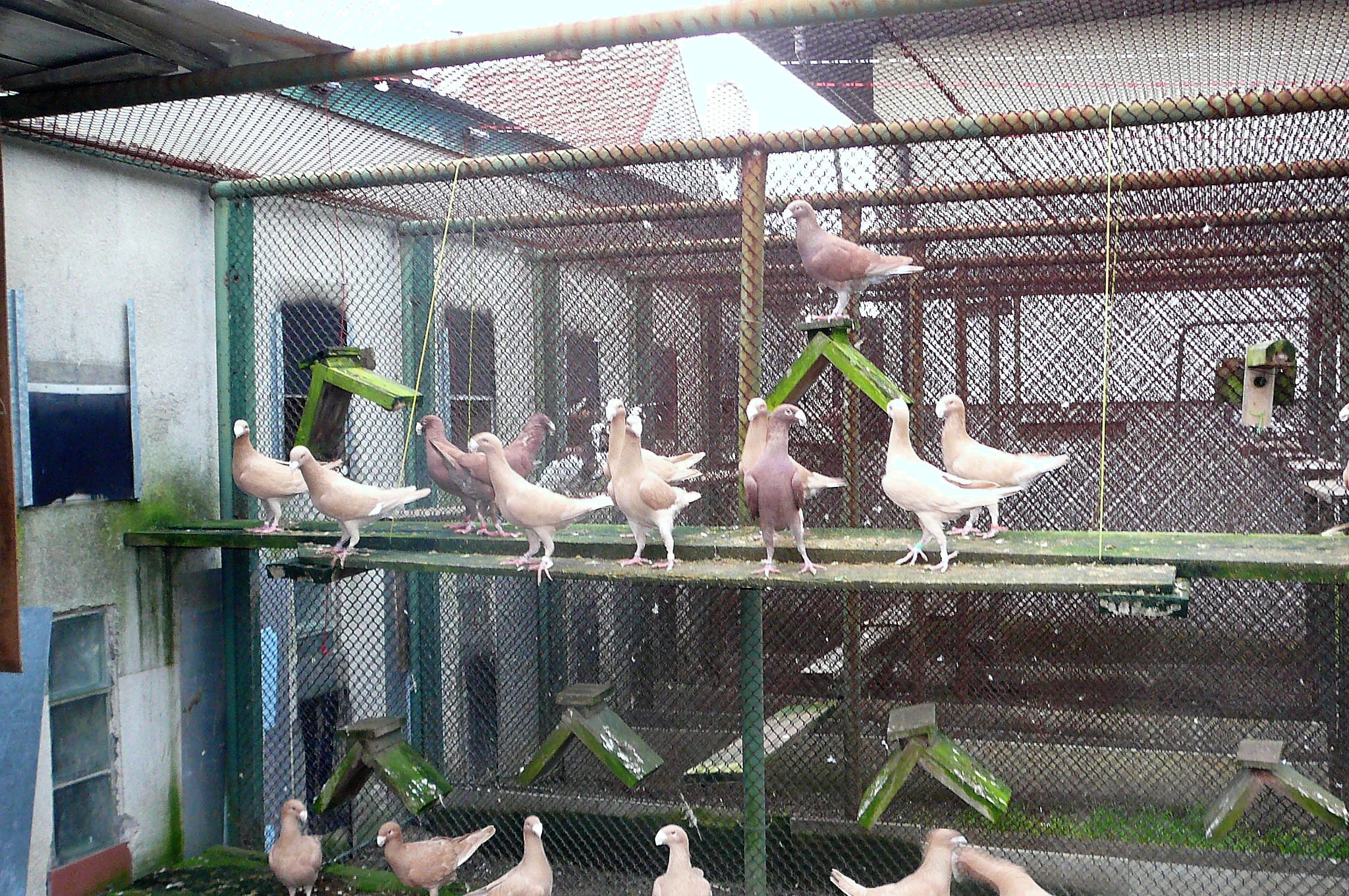 P1060949